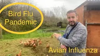 Avian influenza prevention zone Uk, bird flu pandemic h5n8 h5n2