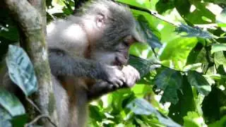 Sanje Mangabey cheek pouch storage
