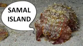 Broadclub Cuttlefish