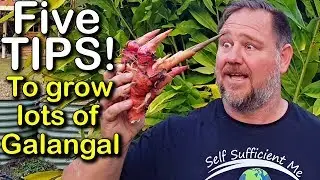 5 Tips How to Grow a Ton of Galangal in Container or Garden Bed