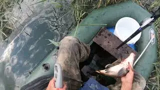 Красивый зеркальный карпёнок
