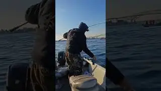 I don't mind boat flipping a 0.75$ jig. But a 10+ $ lure?!?! No chance! 