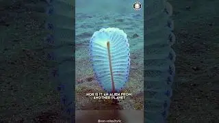 Sea Pen 🖋️ Aquatic Alien-Like Creatures!