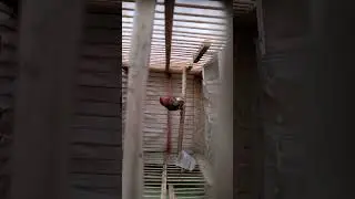 Овсянки