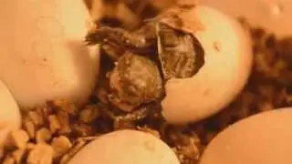 Рождение - Великолепная лесная черепаха (Rhinoclemmys pulcherrima)