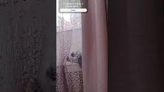 #кот