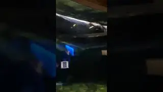 Элшодбек Абдунабиев(6)