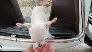 #CHIHUAHUA ĐỰC TRẮNG, 2 THÁNG TUỔI RƯỠI 0974168738
