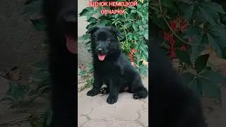 Black shepherd puppy. Чёрный щенок немецкой овчарки. #shepherddog #shepherd #puppydog #puppy #gsd