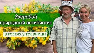 Зверобой: природный антибиотик