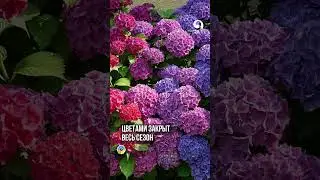 Растения для цветущего сада весь сезон 