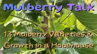 13 Mulberry Varieties & How Mulberries Grow in a Hoophouse