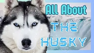 All About The Husky: Everything You Need To Know!