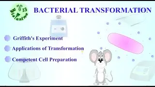 BACTERIAL TRANSMISSION | GRIFFITH'S EXPERIMENT