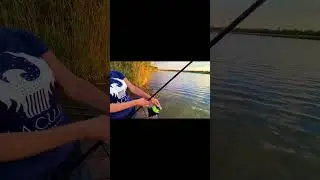 #fishing #carpfishing #carp #короп #трофей #рибалка