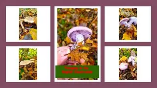 Two edible autumn mushrooms / Foraging day / #englishcountryside #clitocybe #agaricus