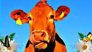 cow video for kids / cow sound / funny cow videos