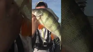 Спиннинг в дугу от таких окуней#рыбалка #рыбалка #fishing #западнаядвина #tohatsu #джиг #perch