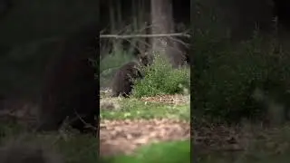 Jaw dropping 4K footage of a swamp wallaby 🦘 #wildlife #serendip