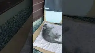ЧТО ДЕЛАТЬ С ТЮЛЬПАНАМИ!?🌷 СМОТРИТЕ ОПИСАНИЕ❤️