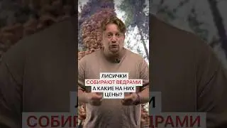 В лесах пошли грибы! Быстрее бегите, пока есть!