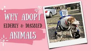 Adopt Elderly & Disabled Animals
