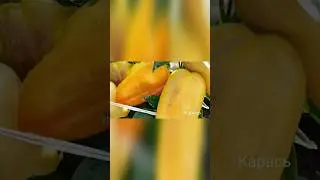 Безумно урожайный и неприхотливый сорт перца для открытого грунта