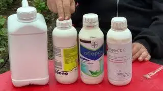 Обработка роз от паутинного клеща