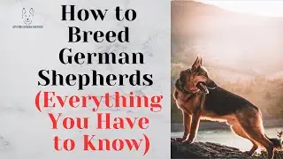 How to Breed German Shepherds – Everything You Have to Know