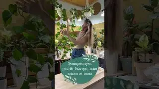 Если света немного - ставь туда #эпипремнум💚 #plants #кашподляцветов #ароидные #комнатныерастения