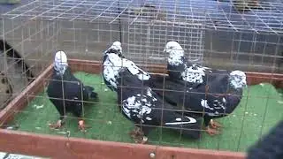 Ярмарка голубей г.Славянск-на-Кубани 17.12.2023г. 2часть