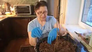 Отделение саженца от маточного куста корневой порослью