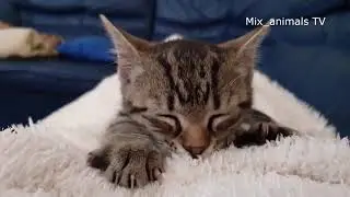 The best funny animals 2021