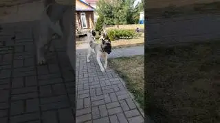 13.04.23 #akitapuppy #американскаяакита #americanakita #puppy #нижнийновгород #akita #dog