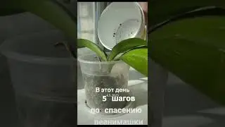 5 шагов по спасению Реанимашки 