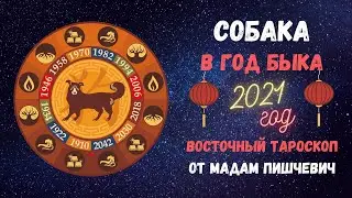 СОБАКА в год БЫКА 2021. Восточный тароскоп
