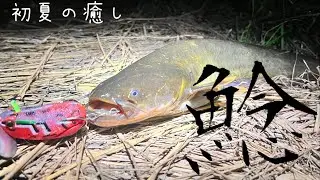 【ナマズ釣り】初夏のナマズゲームは癒し