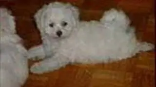 Defective Dog
