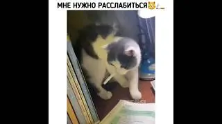Курекот😼🚬 