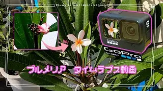 Video Creator PONO kazu(編集動画紹介）YouTube動画編集代行　プルメリアタイムラプス撮影and速度ディレーション調整編集