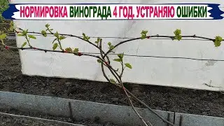 🍇Формирую куст винограда 4 год правильно. Убираю СТАРЫЕ ОШИБКИ. Какие побеги УДАЛЯТЬ, какие ОСТАВИТЬ