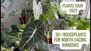 30+ Houseplants Tour | Growing Humidity-loving Plants on North-Facing Windows; 2023