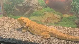 Пауки Гиганты