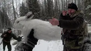 TWO HUNT. HARE, FOX AND HARE. LEFT ALPHA IN THE FOREST! ​​HARE HUNT! #8. SEASON 2020-2021.