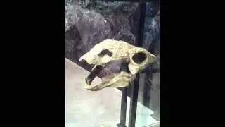 The Fucking Dumbest Dinosaur I've Ever Seen