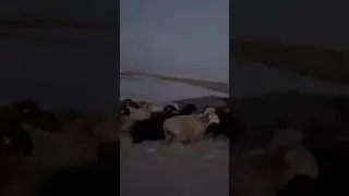 Көштен үзінді жақында 2-ші бөлім!