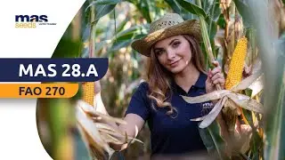 Kukurydza MAS 28.A - FULL WYPAS NA KISZONKĘ