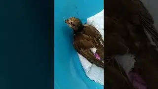 Кормление Черного Стрижа зофобусами.Выхаживание.