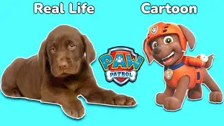 Paw Patrol Characters In Real Life 💥