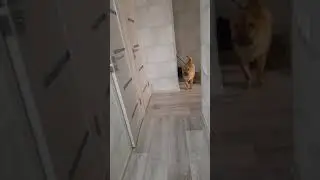 когда собака хочет Вам сказать.....